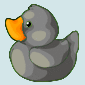 Grey Ducky